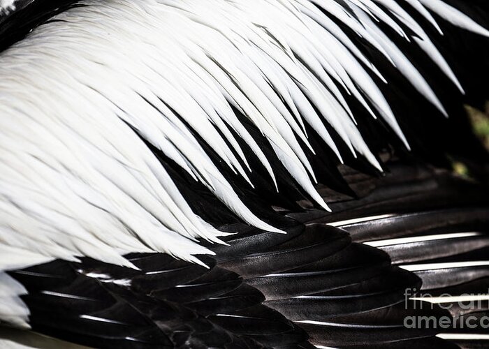 Feathers Greeting Card featuring the photograph Pelican feathers by Sheila Smart Fine Art Photography