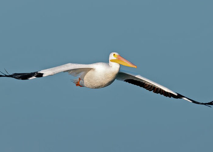 Pelican Greeting Card featuring the photograph Pelican Gliding in by Gary Langley