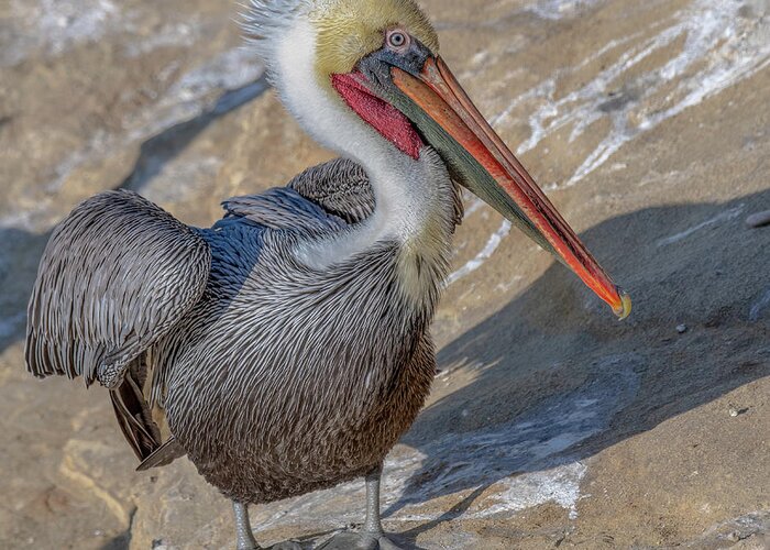 Pelican Greeting Card featuring the photograph Pelican in Color by Jerry Cahill