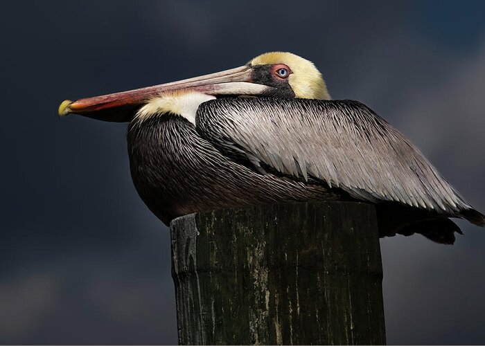 Birds Greeting Card featuring the photograph Pelican on a Pole by Larry Marshall