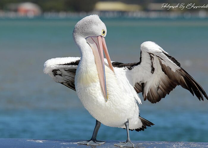 Pelicans Greeting Card featuring the digital art Pelican Tuncurry 590. by Kevin Chippindall