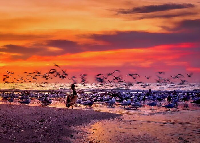 Beach Greeting Card featuring the photograph Pelican Watch at Clam Pass Beach by Dee Potter