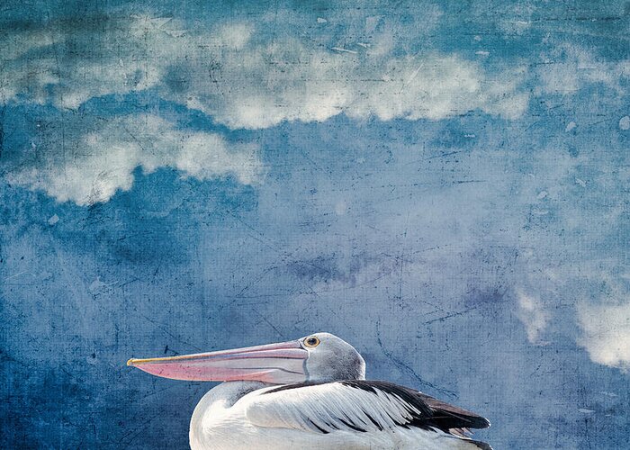 Pelican Greeting Card featuring the photograph Pelican by Yasmina Baggili