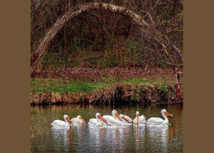 Pelicans Greeting Card featuring the photograph Pelicans at Viking Park #5 of 7 - Stoughton Wisconsin by Peter Herman