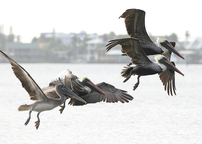 Pelicans Greeting Card featuring the photograph Pelicans Fly in Pairs by Mingming Jiang