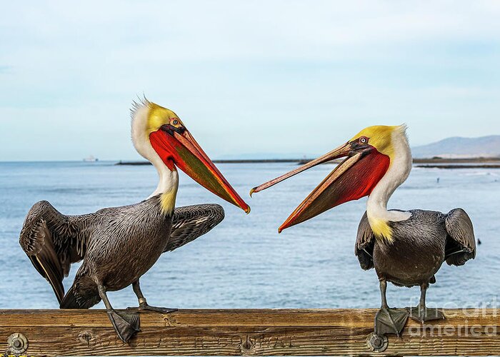 Pelicans Greeting Card featuring the photograph Pelicans on the Oceanside Pier by Rich Cruse