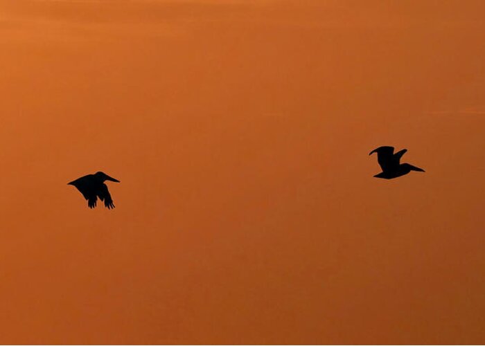 Pelicans Greeting Card featuring the photograph Pelican's Sunset Flight by Beth Myer Photography