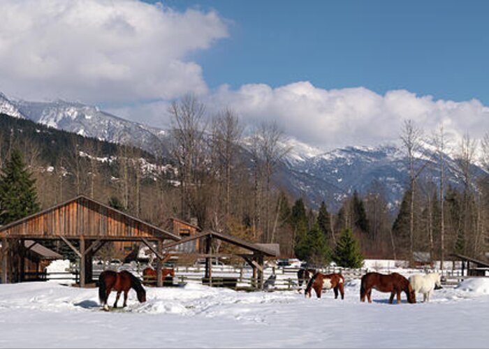 617 Greeting Card featuring the photograph Pemberton Canada Horses by Sonny Ryse
