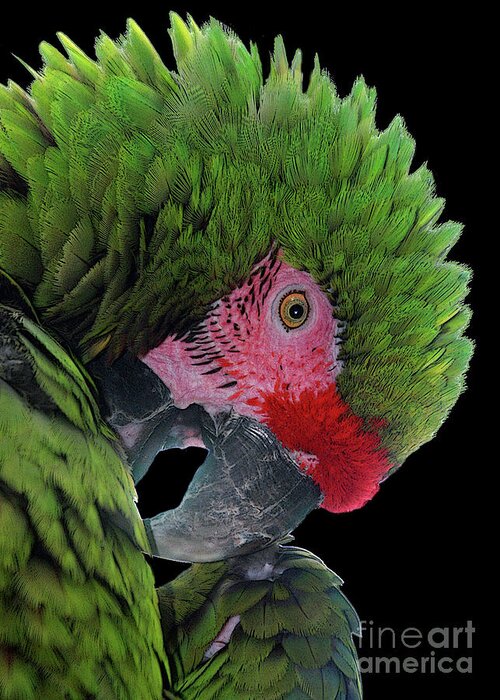 Parrots Greeting Card featuring the photograph Pensive Parrot by Geoff Crego