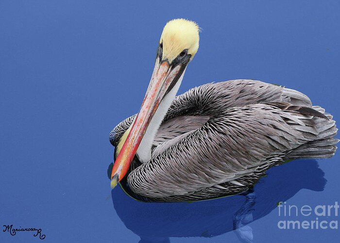 Nature Greeting Card featuring the photograph Pensive Pelican by Mariarosa Rockefeller