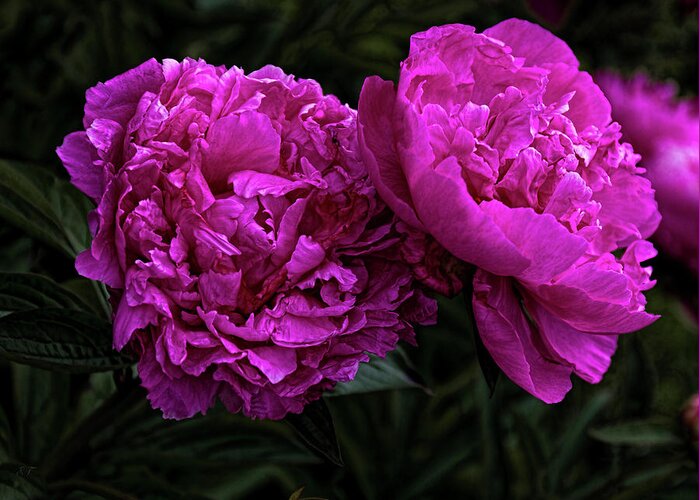 Flowers Greeting Card featuring the photograph Peonies by Elaine Teague