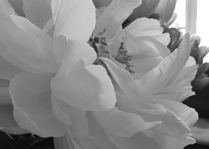 Black And White Greeting Card featuring the photograph Peonies Series B and W 1-1 by J Doyne Miller