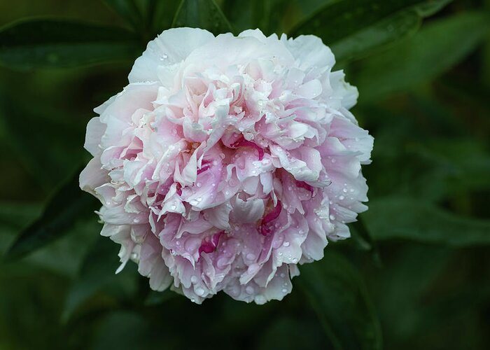 Peonies Greeting Card featuring the photograph Peony 1-2021 by Thomas Young