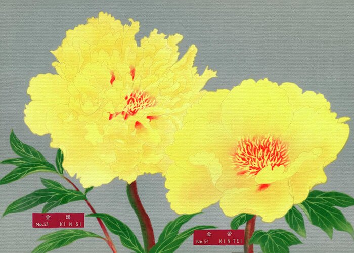 1939 Greeting Card featuring the painting Peony blossom, yellow flower, vintage print from The Picture Boo by Tony Rubino