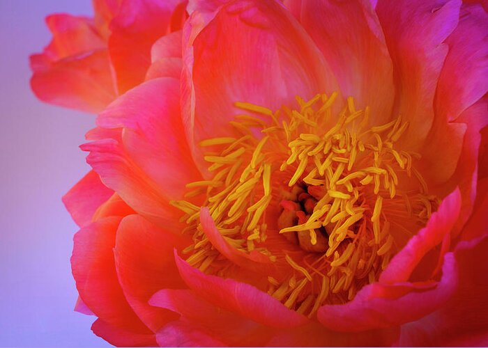 Peony Greeting Card featuring the photograph Peony Blossoms in Spring 4 by Lindsay Thomson