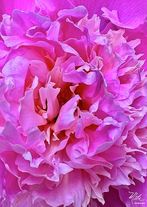  Greeting Card featuring the photograph Peony by Meta Gatschenberger