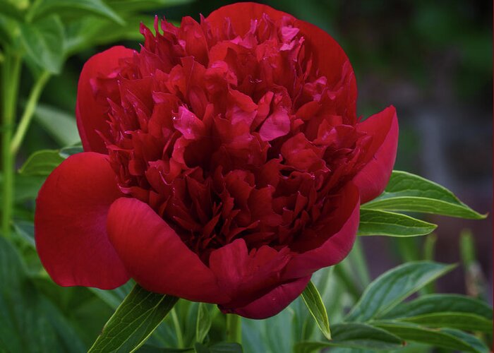 Peony Greeting Card featuring the photograph Peony Red by Robert Pilkington