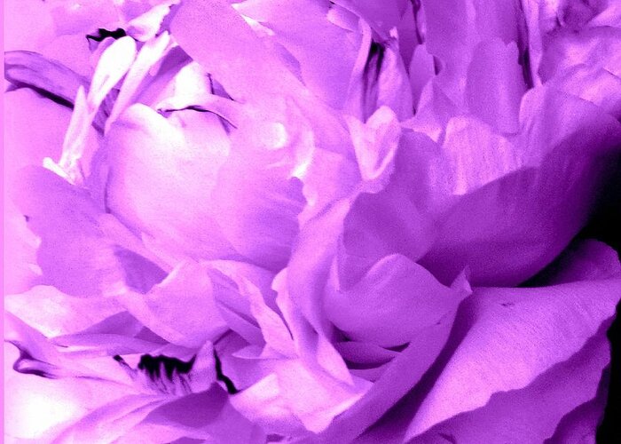 Peony Greeting Card featuring the photograph Peony So Purple by VIVA Anderson