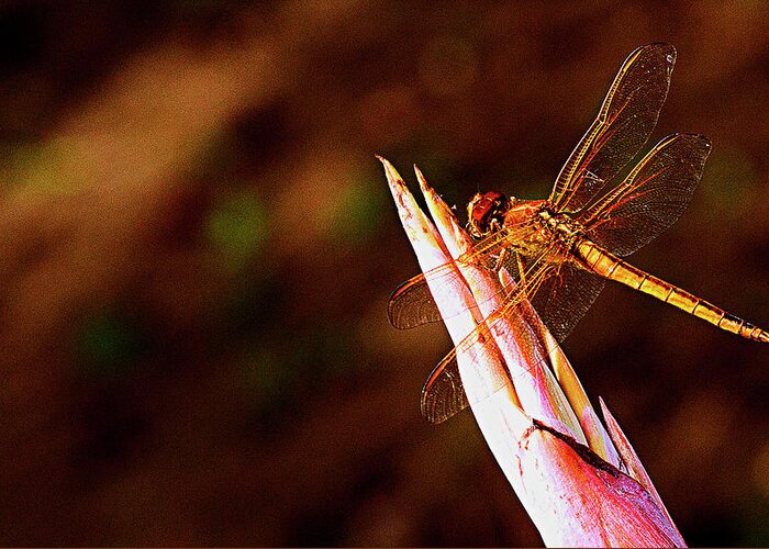 Dragonfly Greeting Card featuring the photograph Perching Dragon by Bill Barber