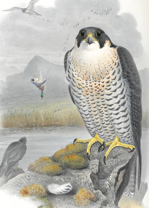 Peregrine Falcon Greeting Card featuring the drawing Peregrine Falcon. John Gould by World Art Collective