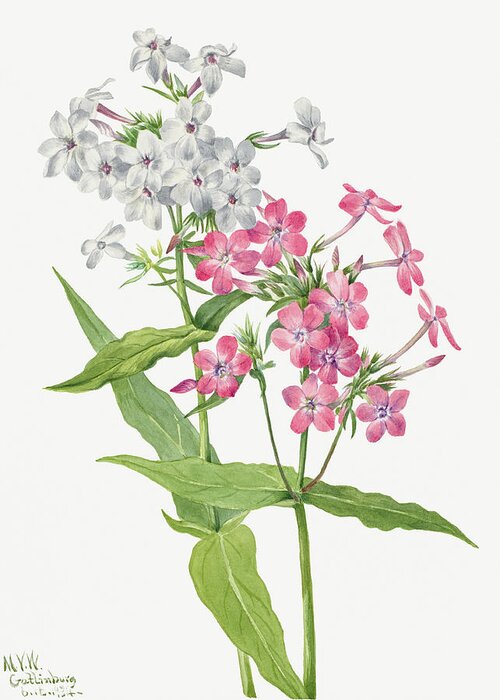 Perennial Phlox Greeting Card featuring the painting Perennial Phlox Flowers. By Mary Vaux Walcott. by World Art Collective