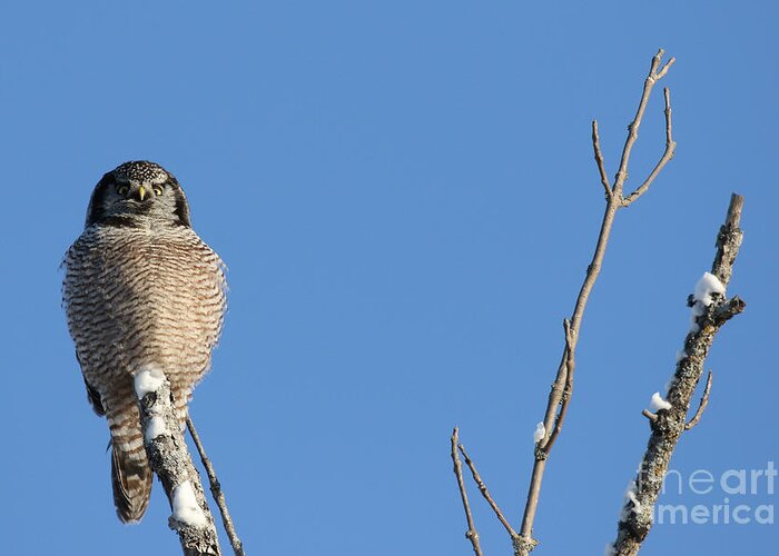 Northern Hawk Owl Greeting Card featuring the photograph Perfect Perch by Heather King