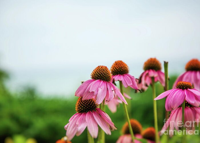 Echinacea Greeting Card featuring the photograph Perfectly Imperfect by Scott Pellegrin