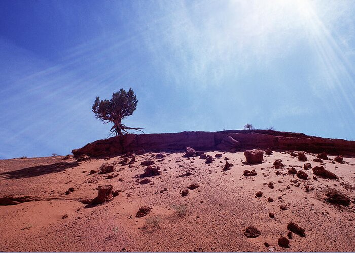 Monument; Valley; National; Park; Navajo; Nation; Utah; Usa; Kim Lessel; Landscape; Desert; Blue; Sky; Sand; Red; Tree; Roots; Rocks; Shadows; Sun; Rays Greeting Card featuring the photograph Perseverance by Kim Lessel