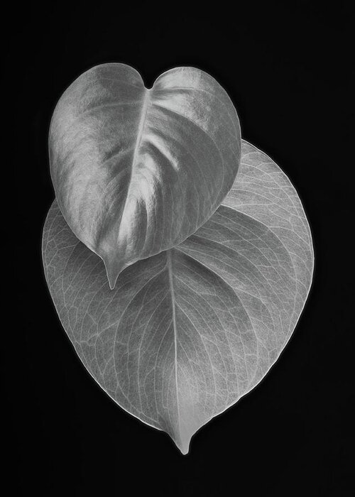 Philodendron Greeting Card featuring the photograph Philodendron by Lynn Davis