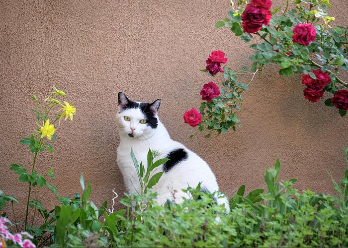 Cat Greeting Card featuring the photograph Phoebe at the Garden Wall by Mary Lee Dereske