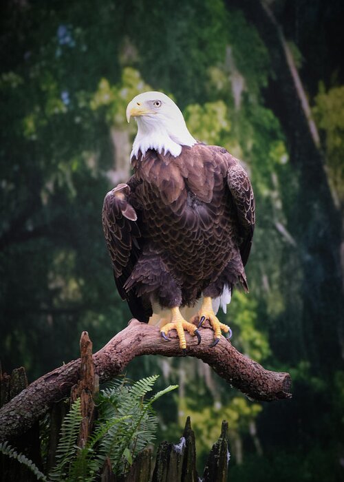 Eagle Greeting Card featuring the photograph Photo 75 American Eagle by Lucie Dumas