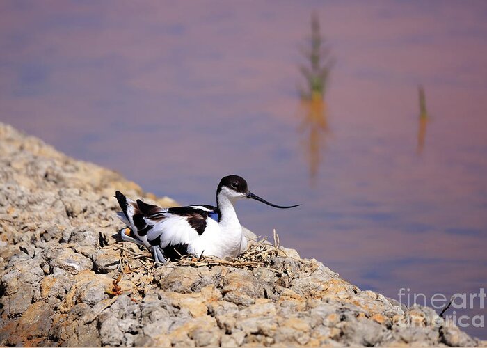 Avocet Greeting Card featuring the photograph Pied avocet . by Frederic Bourrigaud