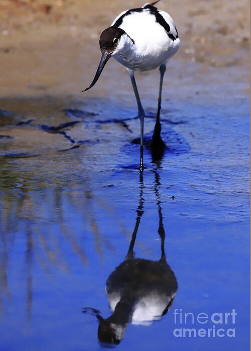Avocet Greeting Card featuring the photograph Pied avocet, Recurvirostra avosetta by Frederic Bourrigaud