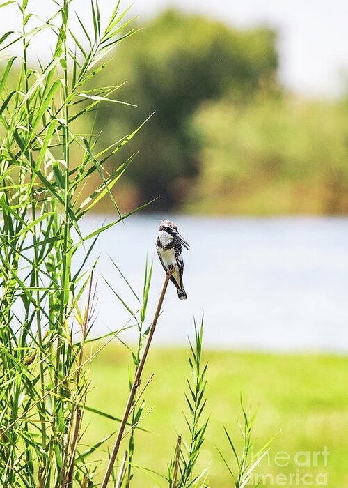Bird Greeting Card featuring the photograph Pied Kingfisher - Botswana by Scott Pellegrin