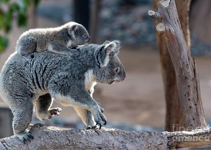 San Diego Zoo Greeting Card featuring the photograph Piggy Back Rides by David Levin