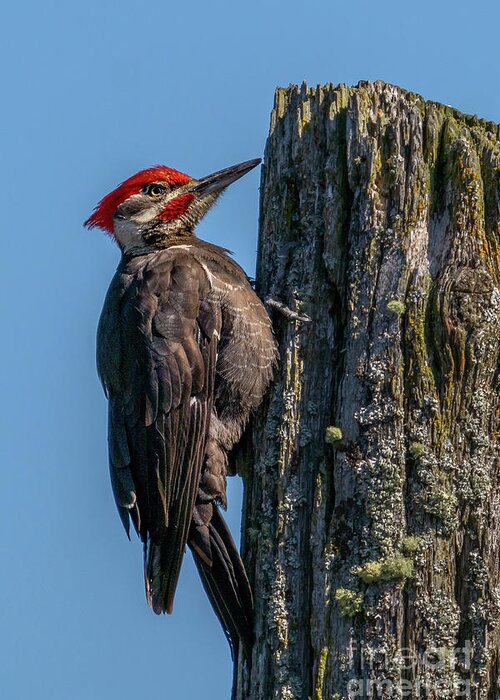 Hylatomus Pileatus Greeting Card featuring the photograph Pileated Woodpecker Ready for Food by Nancy Gleason