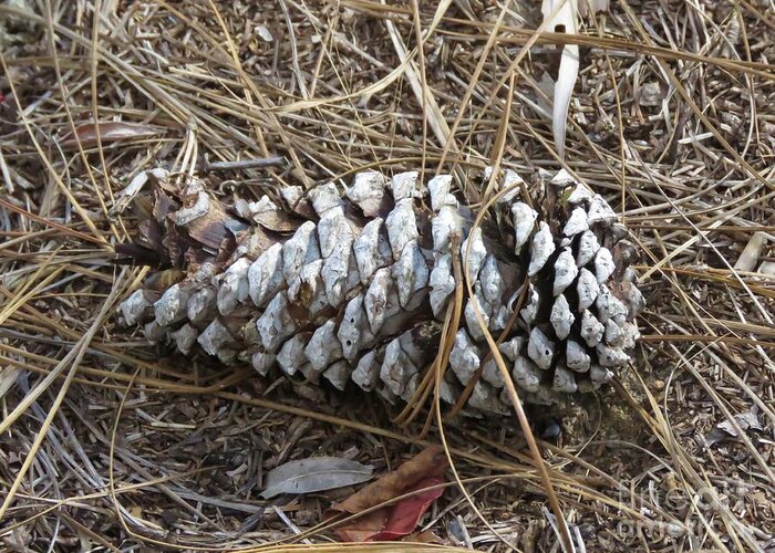 Pine Cone Greeting Card featuring the photograph Pine Cone from Bok Tower by World Reflections By Sharon
