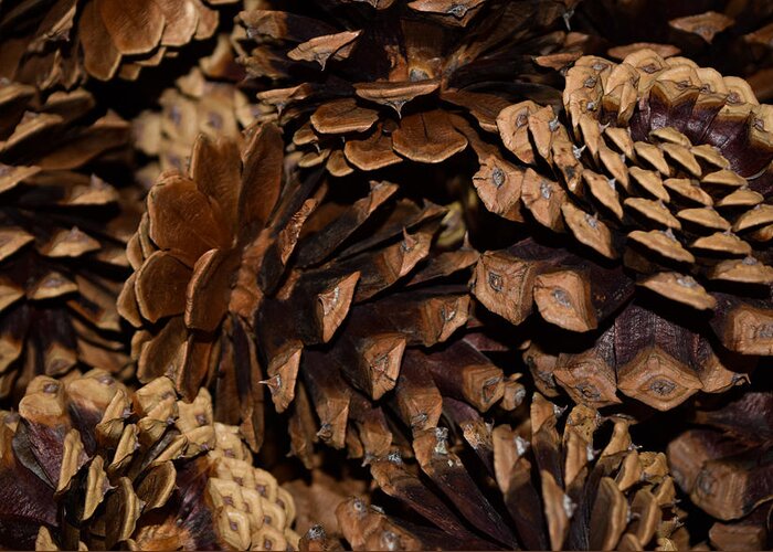 Pine Greeting Card featuring the photograph Pine Cones by Bonny Puckett