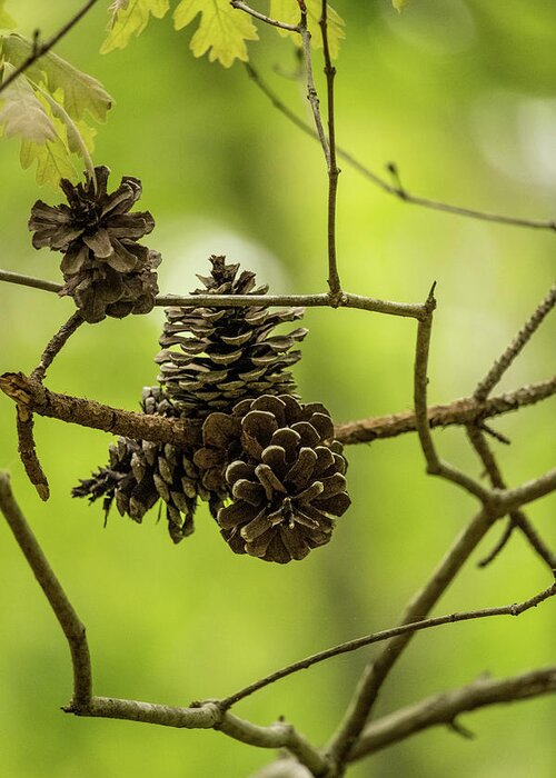 Cone Greeting Card featuring the photograph Pine Cones by Rick Nelson