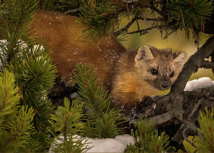 Pine Marten Greeting Card featuring the photograph Pine Marten by Laura Hedien