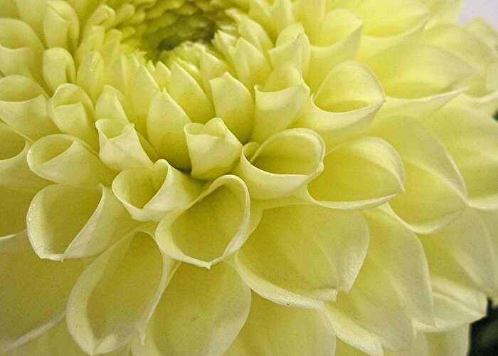 Yellow Dahlia Greeting Card featuring the photograph Yellow Dahlia - Pineapple Express by Lucille Mirata