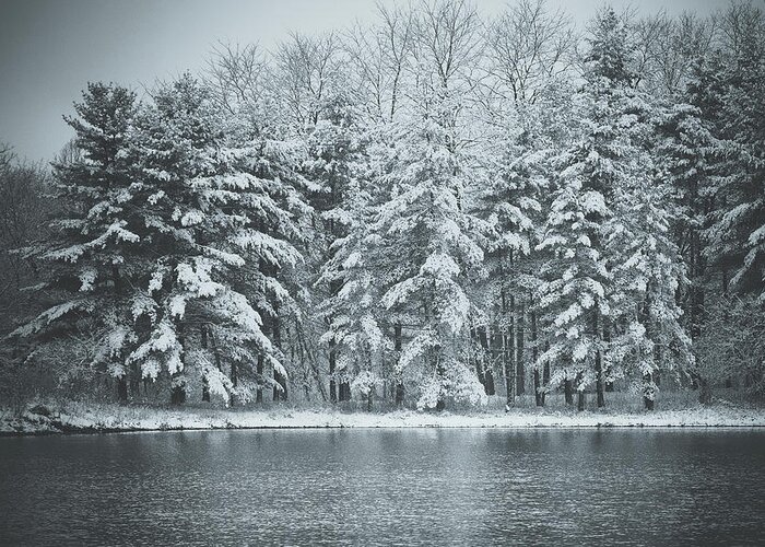 Blackwell Forest Preserve Greeting Card featuring the photograph Pines in Winter by Joni Eskridge