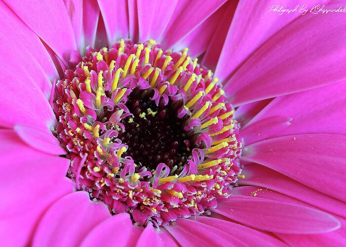 Flowers Greeting Card featuring the digital art Pink 59 by Kevin Chippindall