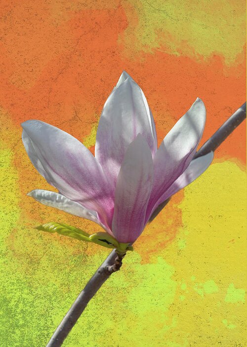 Pink Greeting Card featuring the photograph Pink and White Magnolia on Stem by Cate Franklyn