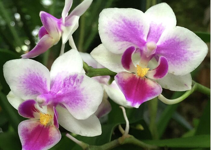 Orchids Greeting Card featuring the photograph Pink and White Orchids by Wendy Golden