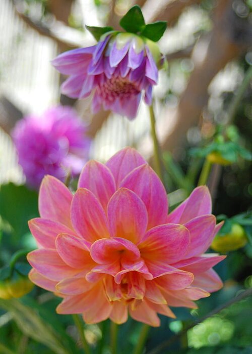 Dahlia Greeting Card featuring the photograph Pink and Yellow Dahlias 1 by Amy Fose