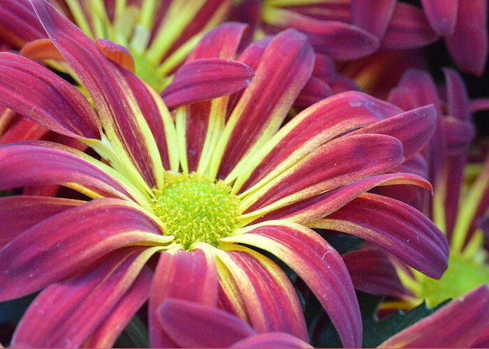 Daisy Greeting Card featuring the photograph Pink and Yellow Daisy 1 by Amy Fose