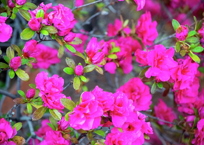 Pink Azaleas Spring Bloom Greeting Card featuring the photograph Pink Azaleas Spring Bloom by Frank Wilson