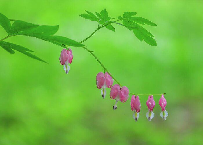Bleeding Heart Greeting Card featuring the photograph Pink Bleeding Hearts in Floral Bloom by Juergen Roth