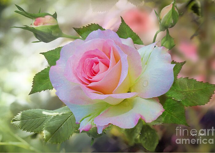 Pink Rose Greeting Card featuring the photograph Pink Blush by Morag Bates